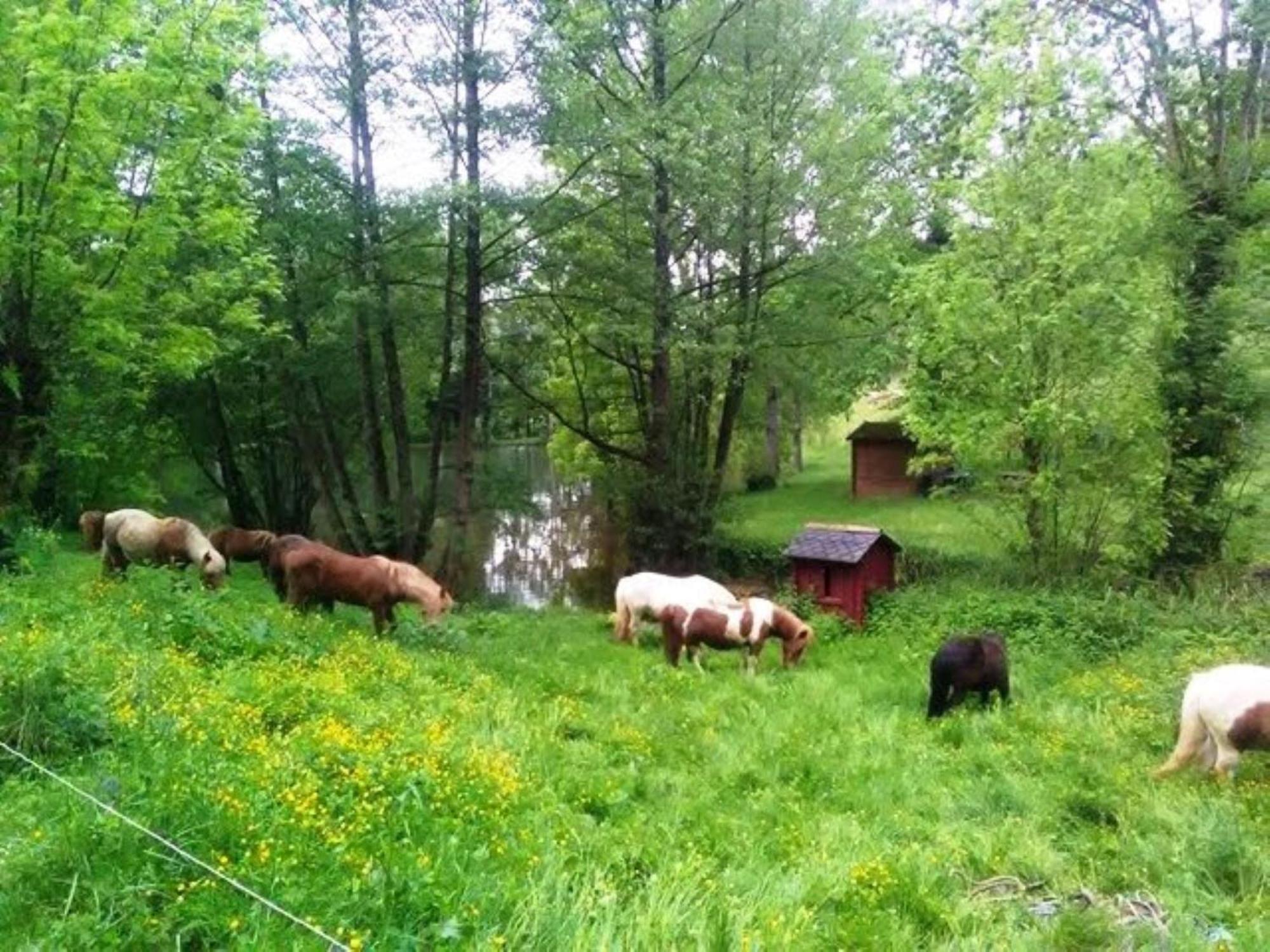 La Fregiere Chalets Clairvaux-d'Aveyron Екстер'єр фото